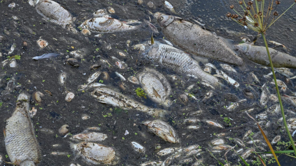 An interaction of various causes led to the disaster on the Oder.
 In the end, algae triggers mass extinction, experts write in their final report.