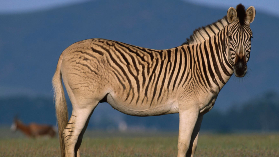 Until Jäger wiped out the population in the 19th century, the quilted bra in southern Africa was at home.Now, biologists want the quagga to return.Her breeding program raises the question of whether it is even possible to bring extinct animals back, let alone wise to do so.