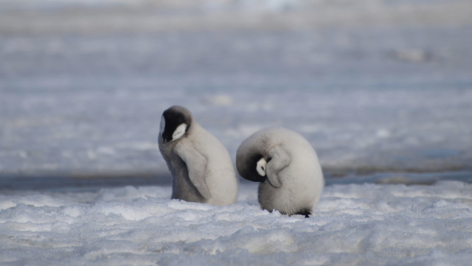 In the Antarctic, some of the last white spots on earth hide that have not yet been visited by humans.
 However, their secrets can be revealed from space.