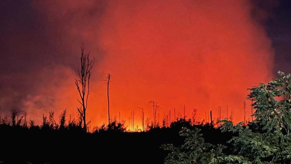 No forest burned in Brandenburg, but a forest.
 What the difference is and why only healthy mixed forests in the fight against climate change help, explains the forest ecologist Pierre Ibisch