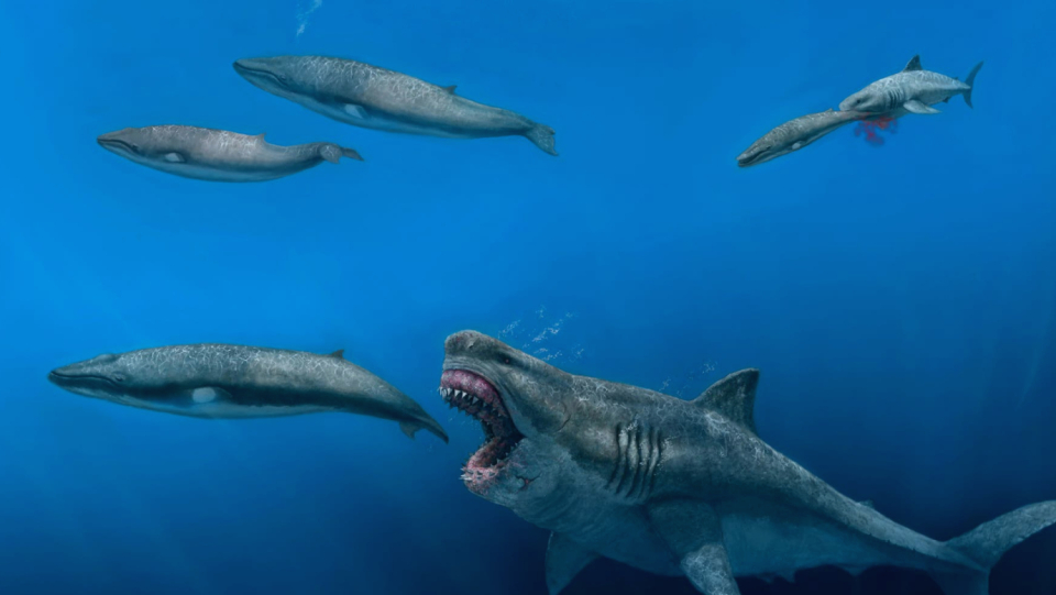The energy requirement of the huge shark was enormous.
 His stomach and teeth were perfectly adapted even for large meals.