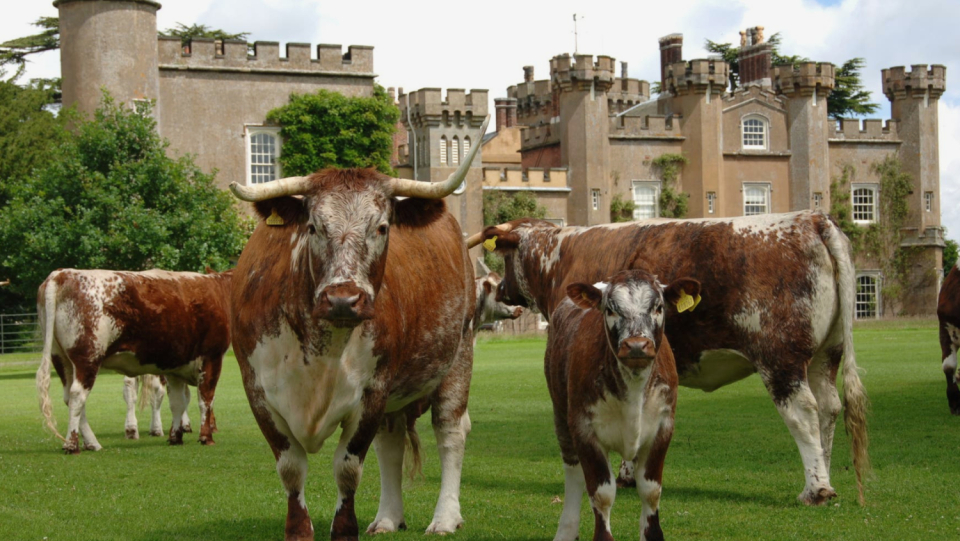The Knepp Castle estate in southern England has changed from a conventional farm to an absolute hotspot of biodiversity in 20 years.