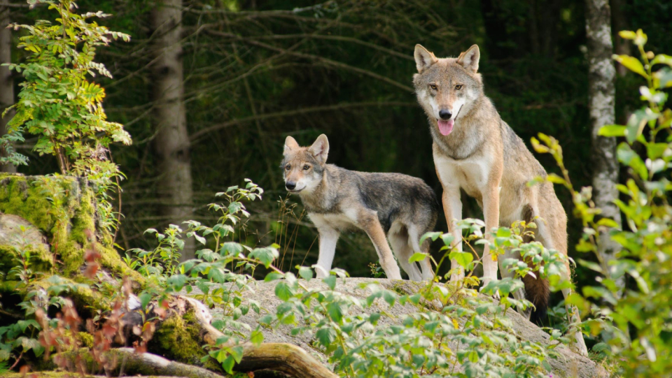Since its return in 1998, the number of wolves in Germany has been growing steadily.
 There should now be more than 1100 animals.
 Not everyone is happy about it.