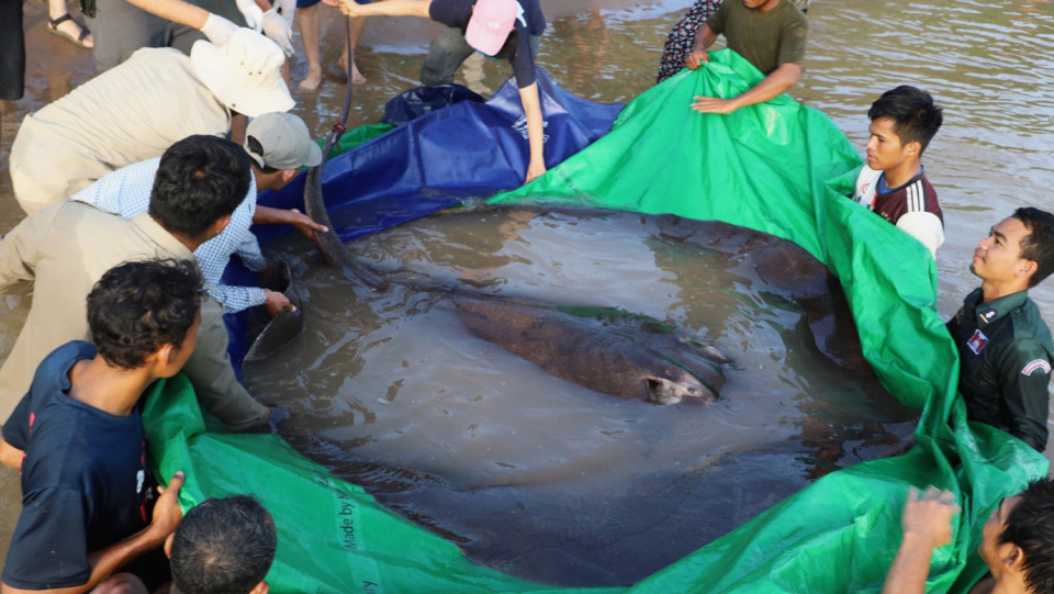 Almost four meters long and weighing 300 kilograms - a stingray from the Mekong River breaks the record as the largest freshwater fish in the world. The catch is now intended to provide researchers with data.