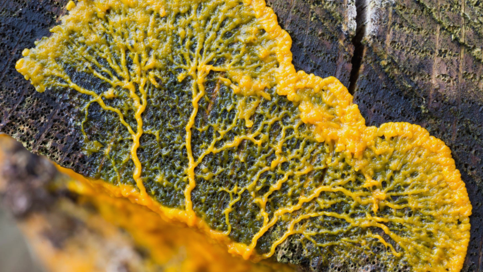 Eight copies of a slime mushroom gene are present in this worm.
Because the enzyme plants obtained in this way are decomposed—which the worm does not eat at all—the gentransfer is doubly bizarre.