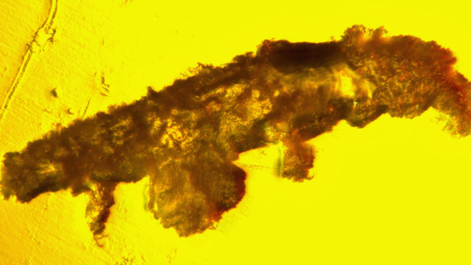 "There is only once a generation!" In the Caribbean amber, the fossil of a tiny bearded has actually been preserved.
More stranger, it was also discovered.