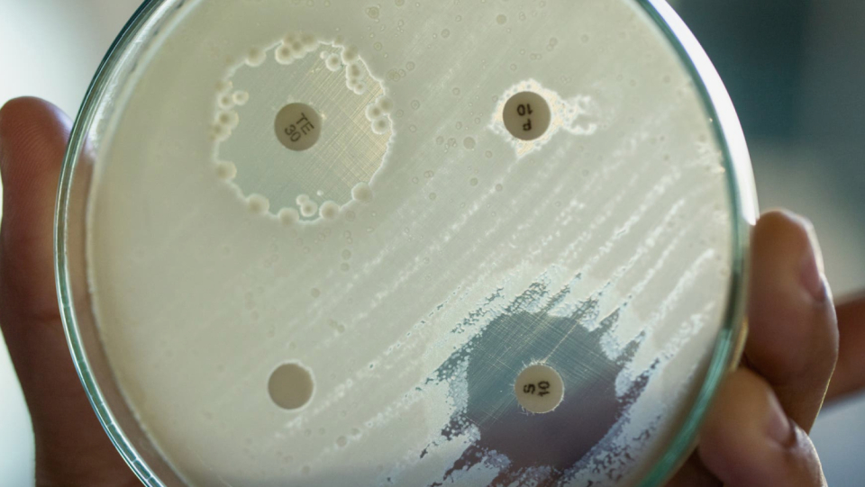 Antibiotics are often inferior to multi-resistant germs. Now they should be given the ability to guide the immune system to the pathogen.