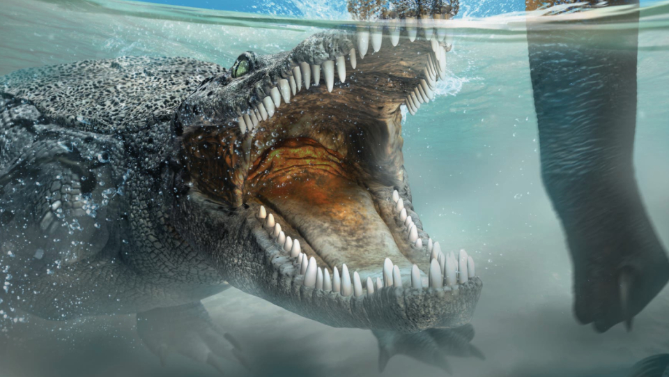 Crocodiles of today all split their time between the water and the land. Nevertheless, it wasn't always like this. Their predecessors were exclusively land animals, and they only later started hunting in lakes and rivers.