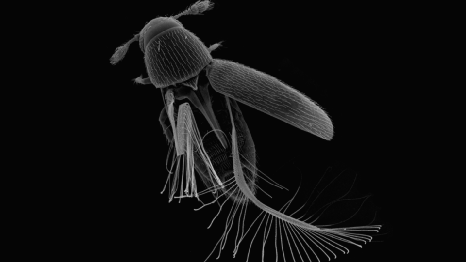This tiny beetle moves much more quickly than it ought to for its size. This is made possible by unique wings and a brand-new hitting pattern.