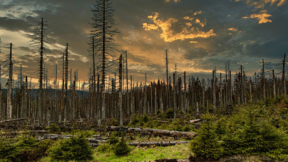 In Europe, pressure is being placed on all significant tree species. They are becoming more and more affected by pests and droughts. The effects on the environment and the timber sector are disastrous.