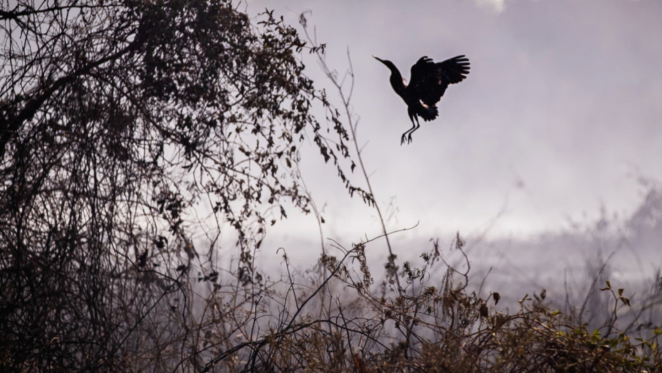 The Pantanal is the world's largest wetland.
But in 2020, a severe drought caused a massive fire.
The effects on the animal kingdom were catastrophic.