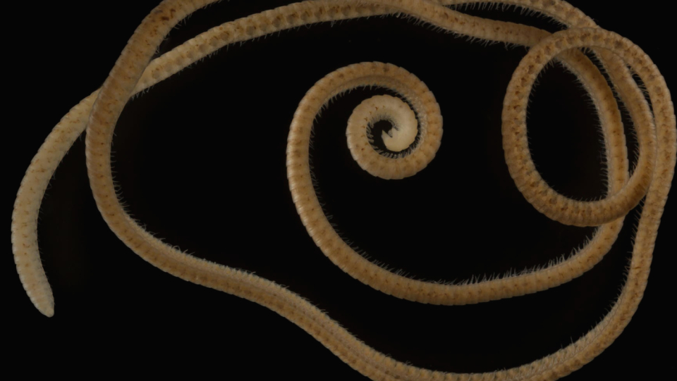 The first centipede discovered in an Australian borehole has a length of more than 1000 feet. It now has the most legs of any mammal.