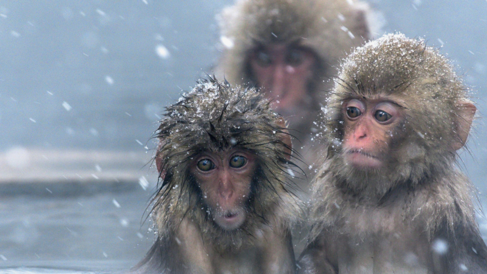 Japanmakaks are known for the fact that they like to bathe in hot springs in winter.
But even with their diet, they adapted to the harsh conditions of their homeland.