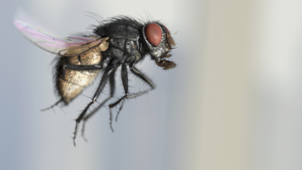 A dead fly surrounded by white dust? These are the remains of a dangerous mold. Actually, other flies shouldn't approach him too closely. Although the contrary is true, why?
