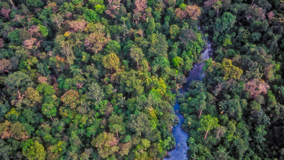 There are still thousands of tree species that have not been identified. Due to their rarity and limited distribution, the majority of them are already in danger.