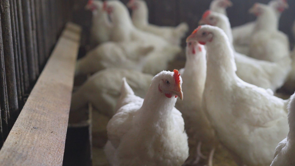 Only very small fragments of eggshell have survived. However, they provide direct evidence that eating chicken eggs dates back about 2400 years on this side of the Alps.