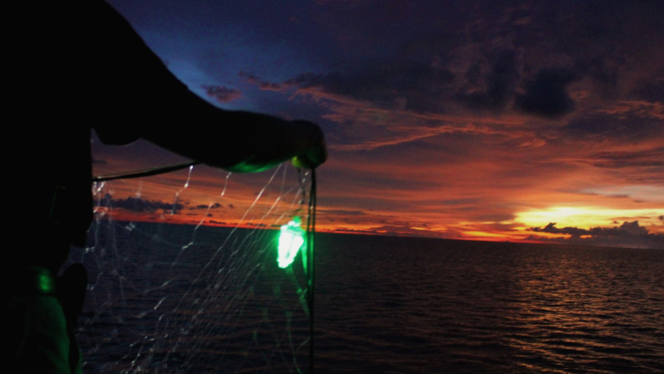 Bycatch can be cut in half with a straightforward technique. A recent study in the Pacific has demonstrated this. Some species benefit even more.