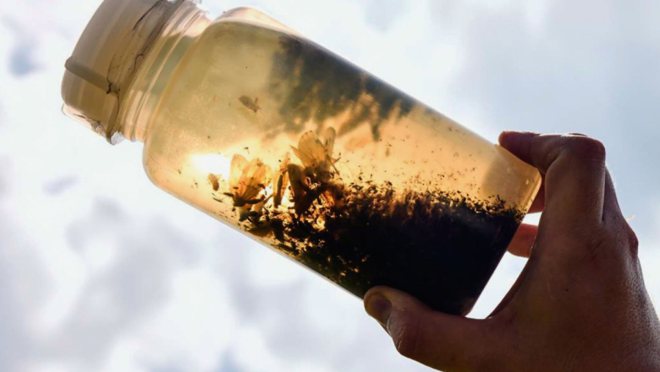 The number of insects in Germany has shrunk dramatically in recent decades. One cause is considered to be pesticides. They can be found in natural areas as well.