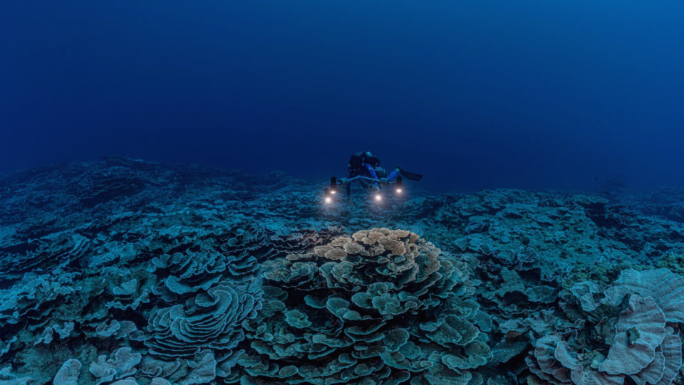 It is challenging for coral reefs everywhere.
An expedition in the South Pacific, however, discovered an ecosystem that was still completely unaffected by overfishing and climate change.