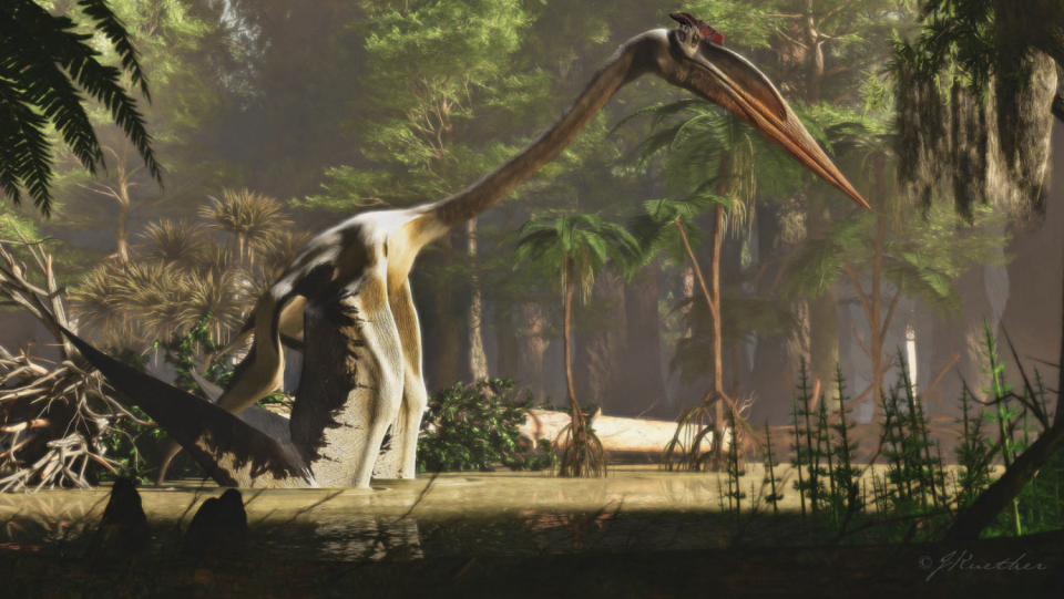 One of the largest flying creatures in history was the pterosaur. However, it was unknown how he fled or looked for food. Now there are new findings.