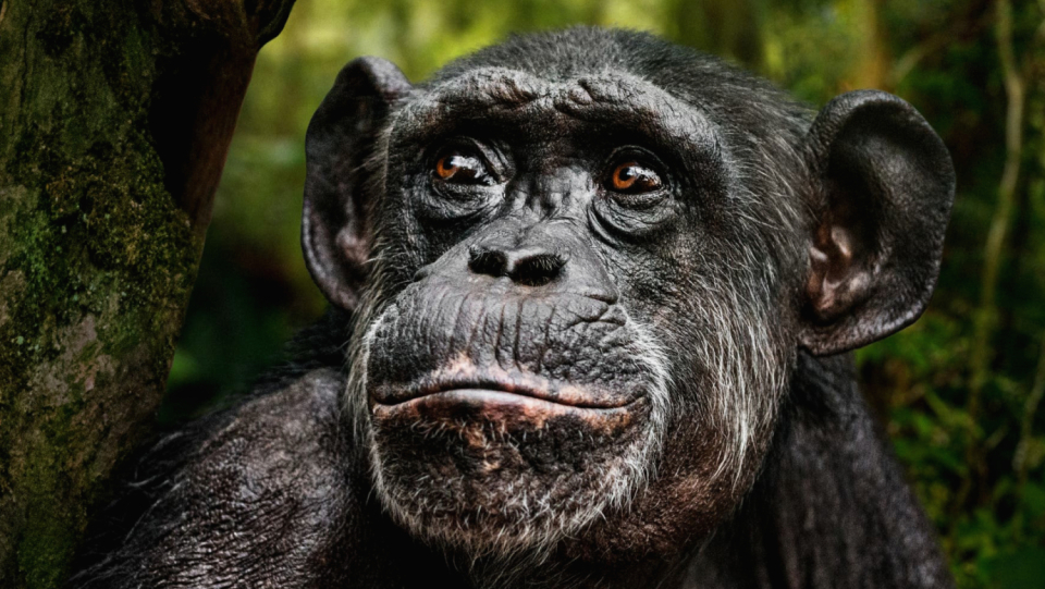For many years, philosophers have pushed for the rights of animals.The first referendum is currently taking place.