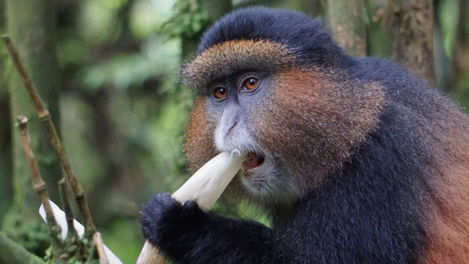 Glamorous, daring, enigmatic: In Uganda's jungle, golden monkeys jump through the bamboo forest with a roar. The animated fluffy balls are in danger. The good news is that there are increasingly more children, as evidenced by a visit.