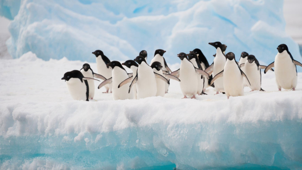 The delicate ecosystem of Antarctica is meant to be shielded from the effects of overfishing and climate change by a "network" of protected areas. Two nations have so far blocked one another.