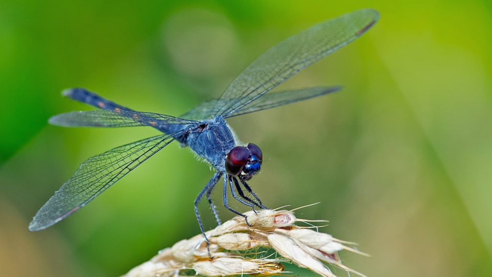 Around 16 percent of dragonfly species are endangered or threatened with extinction. In Europe, water pollutants and climate change are the main problems.