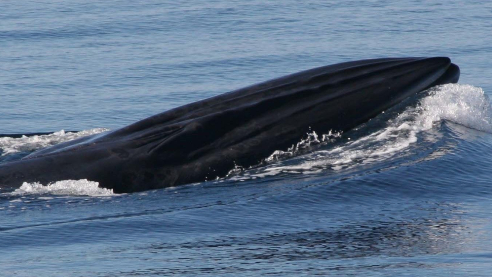 Whales are collecting the plastic trash that is littering the ocean. Animal feces are a very obvious example of this.