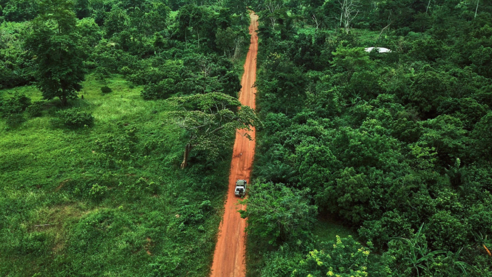Even if clear-cutting leaves the rainforest to its own devices, the ecosystem is still damaged, maybe permanently. Studies conducted in the Ivory Coast demonstrate this.