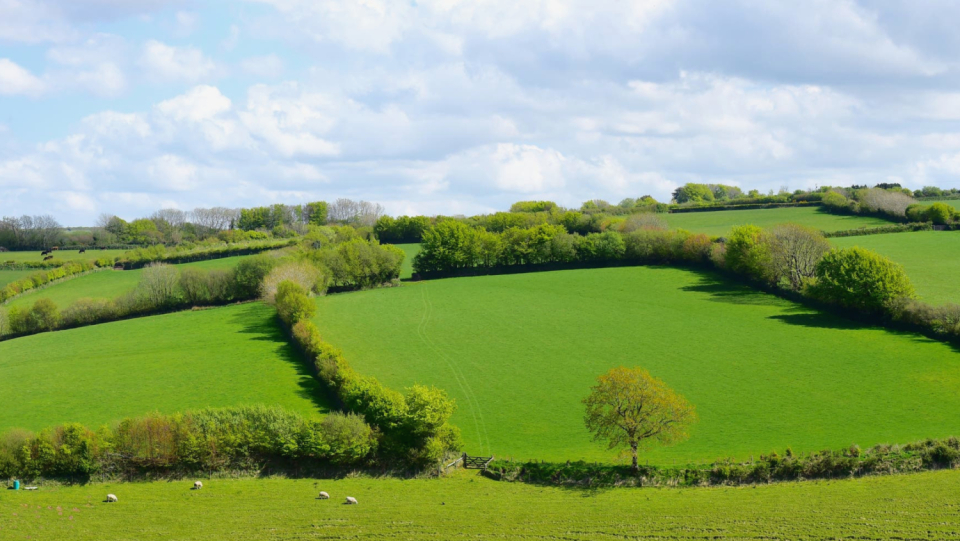 In addition to being significant biotopes, hedges also help to safeguard the climate. They were first created to keep livestock and game out of gardens and fields, but since 1950, many areas have experienced land consolidation. Hedge replanting would be appropriate right now, but farmers require more assistance.