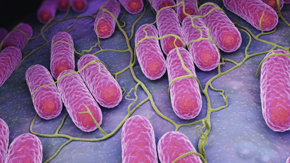 Antibiotics do not always effectively treat typhus pathogens from tainted food or drink because the immune system also needs to work in concert. This is not effective everywhere in the body and provides some viruses with a cozy haven.