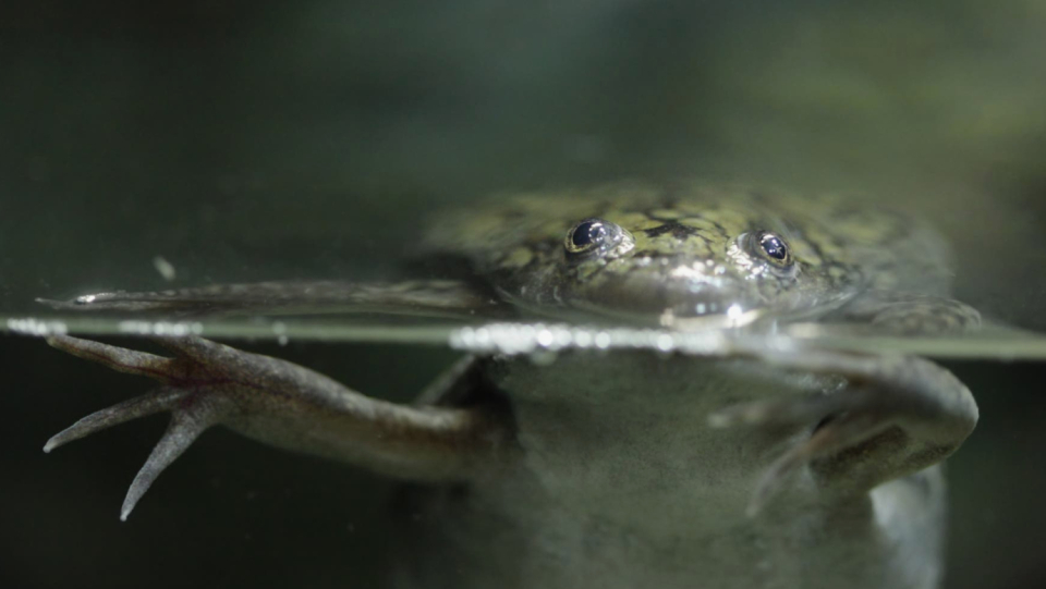 Frog legs may reappear if the right drug combination is used. even with a species that typically lacks this ability. An experiment using clawed frogs has demonstrated this.
