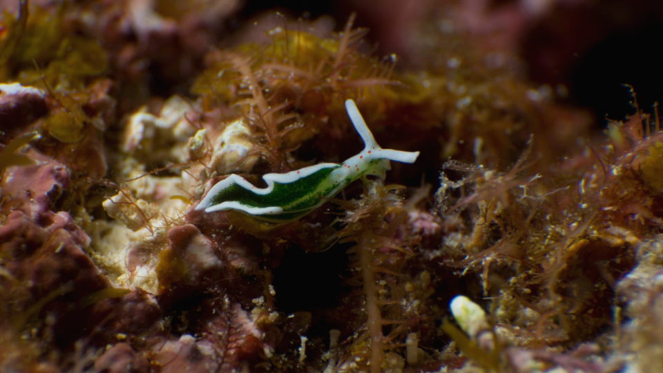 Snails have been known to steal.
And the algae's photosynthetic machinery.
To increase their own egg production, the chloroplasts employ throat sack snails.