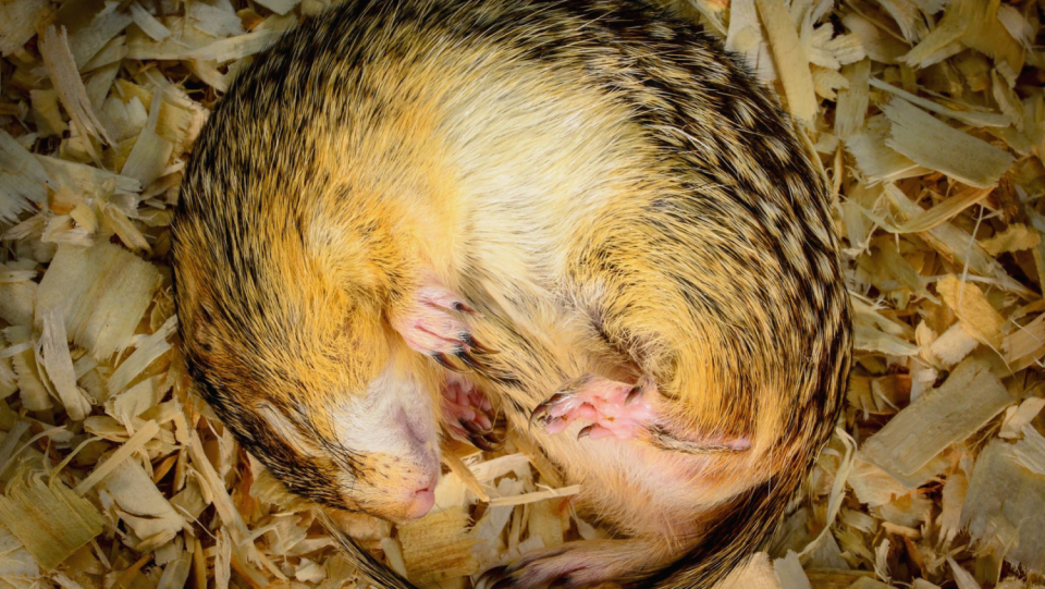 Squirrels with 13 stripes rest during the colder months. How are they able to fast so long? By their intestinal microbes replenishing essential amino acids and recycling urea.