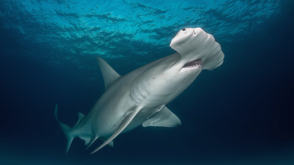 Science also employs unconventional methods to raise money to fight coronaviruses.
Antibodies from alpacas suggest that some shark hair constituents may be helpful.