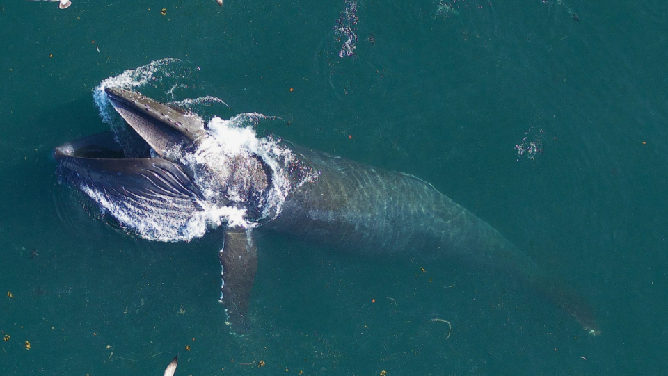 It was radically underestimated what a bare whale a day.
Also, it brings back the part that animals once performed in the creation of their ecosystem.