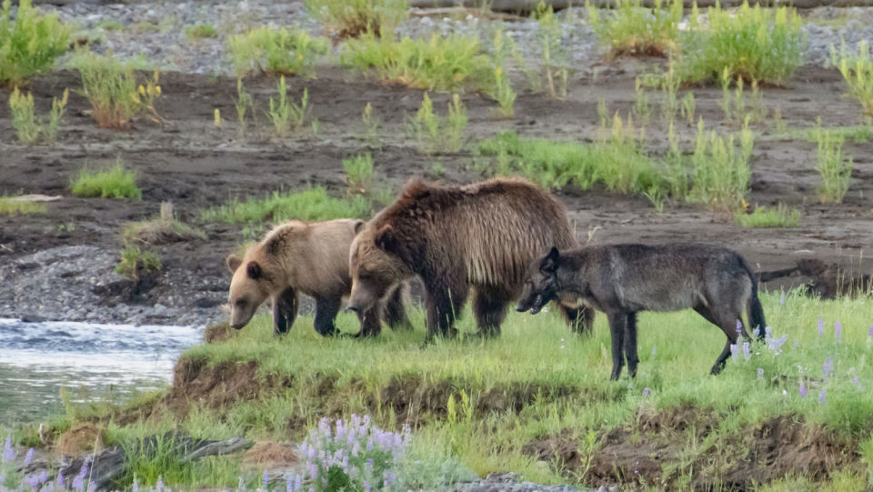 Bears and wolves typically don't get along because Master Petz frequently steals the prey of the canine relatives. They were now hunting side by side in Yellowstone, with the expected result.